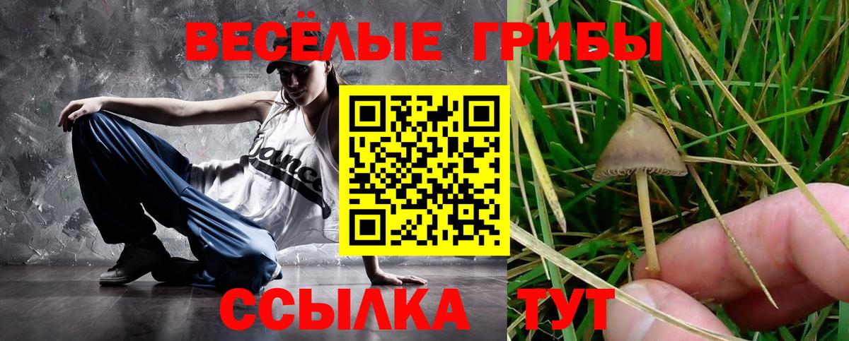 Псилоцибиновые грибы Psilocybe Керчь